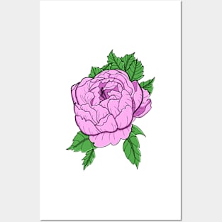 Pink Peony Posters and Art